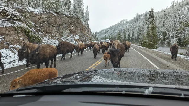 Buffalo traffic jam in Yellowstone
