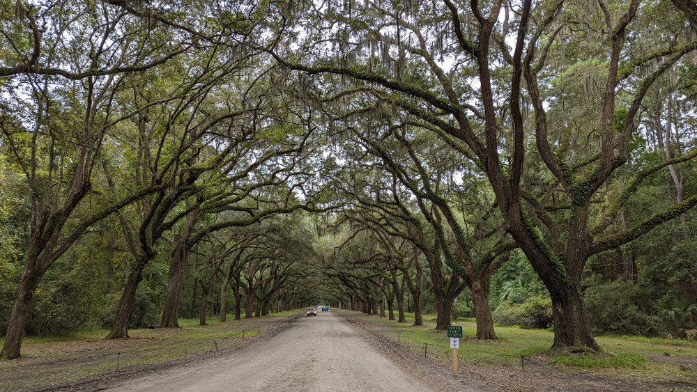 Live oaks at Wormsloe Plantation
