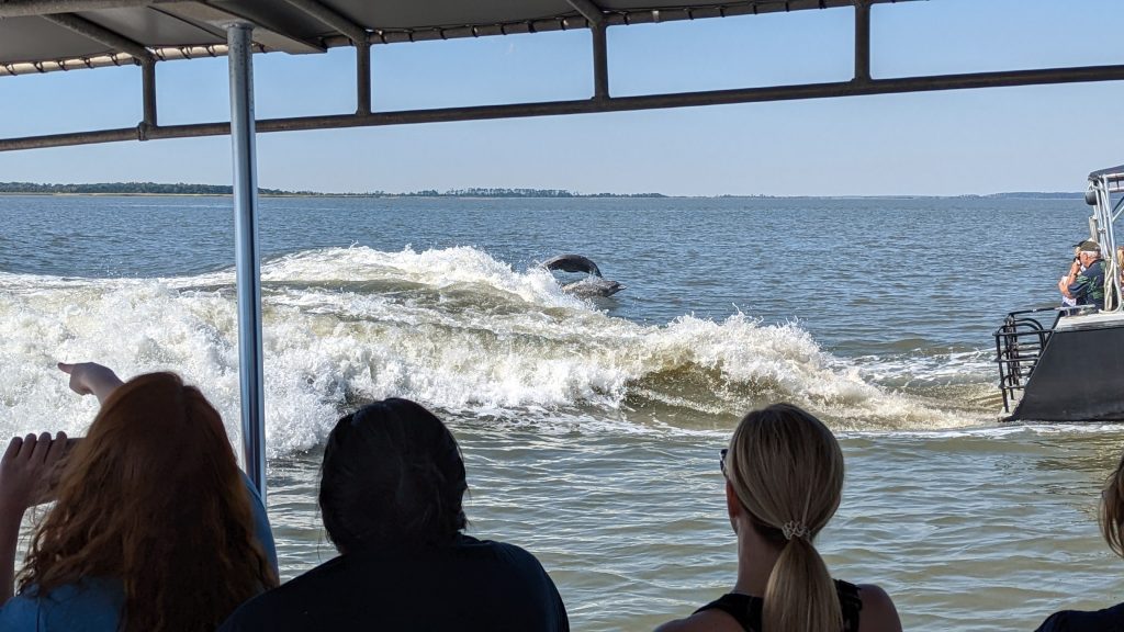 Dolphins play in the wake of a speedboat. People from another speedboat watch them.