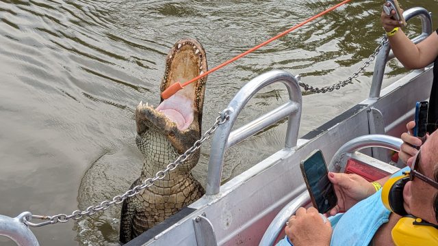 On an airboat tour, an alligator jumps from the water, very close to the boat, to eat a hotdog on a stick.
